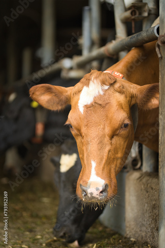 Vertical close up portrait of a brown cow in a cowshed, bio dairy farm, looking at the camera. Cattle breeding, livestock farming, dairy, meat production concept, selective focus, copy space