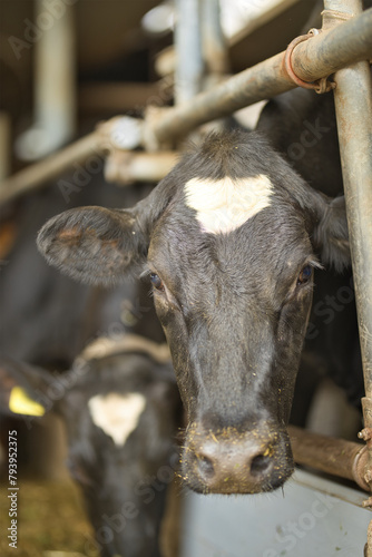 Vertical close up portrait of a black cow in a cowshed, bio dairy farm, looking at the camera. Cattle breeding, livestock farming, dairy, meat production concept, selective focus