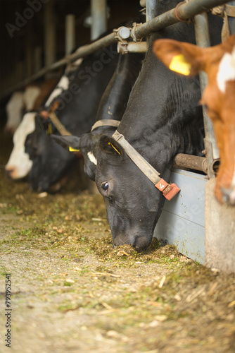 Vertical close up of a black cow in a cowshed, bio dairy farm, eating hay, silage grass and fodder with other cows. Cattle breeding, livestock farming, dairy, meat production concept, selective focus,