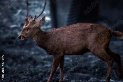The male Bawean deer (Axis kuhlii), it is a highly threatened species of deer endemic to the island of Bawean in Indonesia. It is evaluated as critically endangered on the IUCN Red List. photo