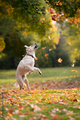 A happy Golden Retriever jumping up at falling leaves in a beautiful outdoor scene of a sunny autumn, fall day.