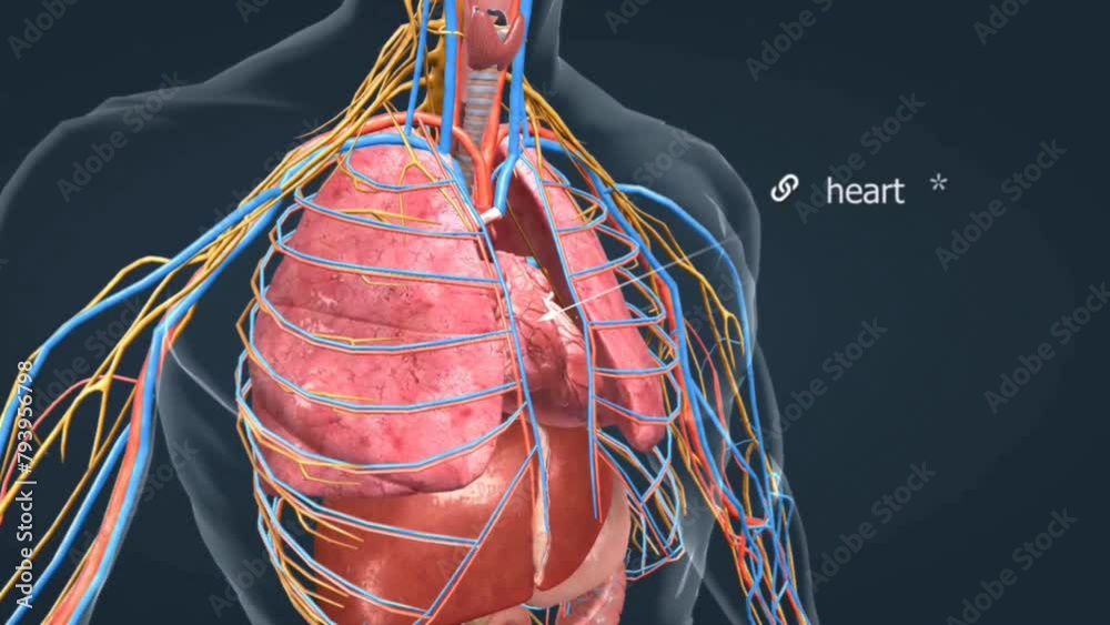 Heart beating inside body