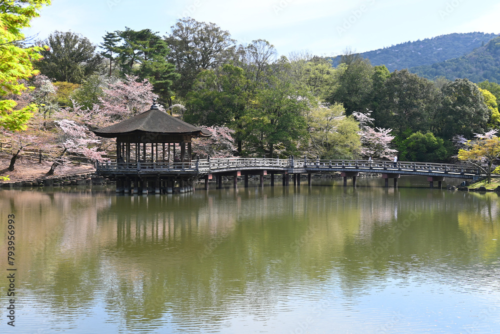 桜咲く春の奈良公園 鷺池に架かる浮見堂