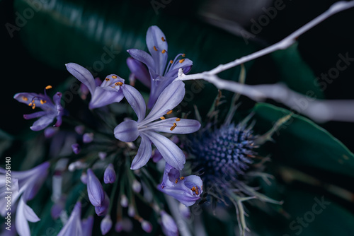 blue flowers on dark background