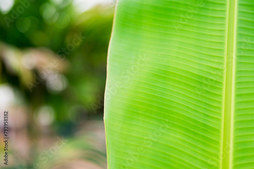 Closeup nature view branch of banana leaf texture on sunlight with copy space for text © jaturonoofer