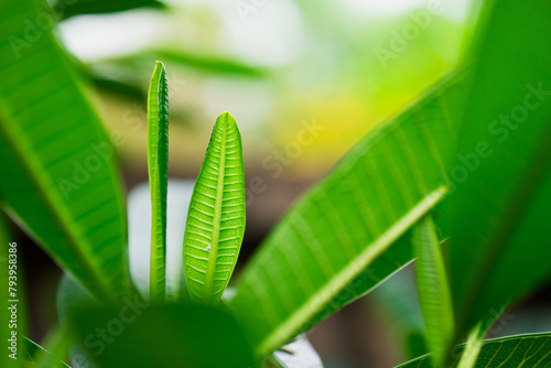 Closeup nature view of green leaf on blurred greenery background with copy space using as background concept © jaturonoofer