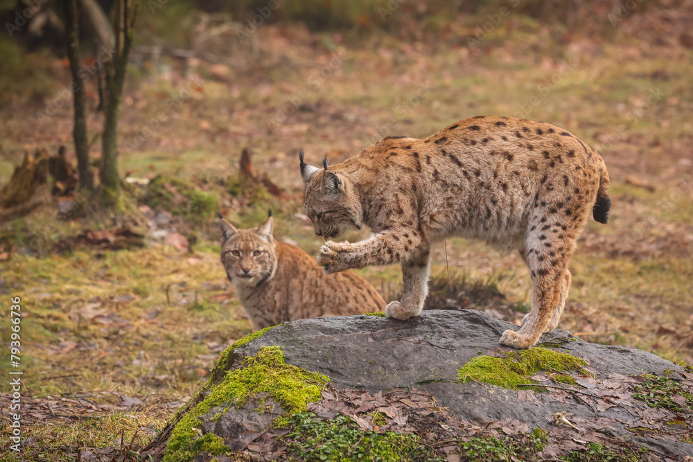 Eurasian lynx in the nature habitat. Beautiful and charismatic animal. Wild Europe. European wildlife. Animals in european forests. Lynx lynx. Eurasian lynx in the nature habitat. Beautiful and charismatic animal. Wild Europe. European wildlife. Animals in european forests. Lynx lynx.