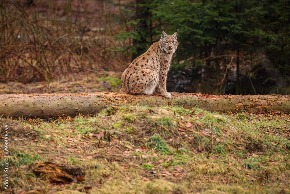 Eurasian lynx in the nature habitat. Beautiful and charismatic animal. Wild Europe. European wildlife. Animals in european forests. Lynx lynx. Eurasian lynx in the nature habitat. Beautiful and charismatic animal. Wild Europe. European wildlife. Animals in european forests. Lynx lynx.
