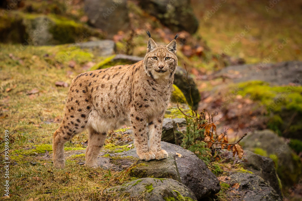 Eurasian lynx in the nature habitat. Beautiful and charismatic animal. Wild Europe. European wildlife. Animals in european forests. Lynx lynx. Eurasian lynx in the nature habitat. Beautiful and charismatic animal. Wild Europe. European wildlife. Animals in european forests. Lynx lynx.