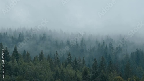 Video of fog flowing through spruce forest in mountains. Gloomy and wet weather high in mountains photo