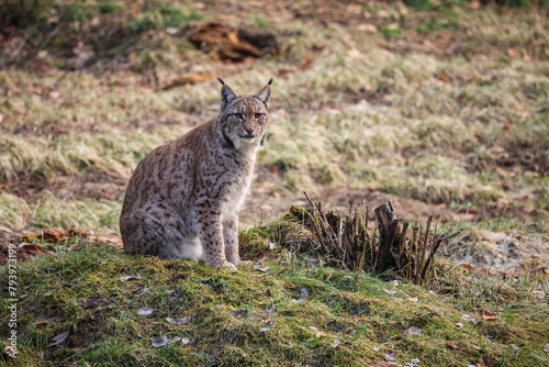 Eurasian lynx in the nature habitat. Beautiful and charismatic animal. Wild Europe. European wildlife. Animals in european forests. Lynx lynx.