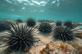 A group of sea urchins congregates on the ocean floor.