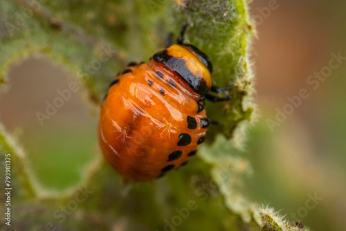 young Colorado potato beetle eats sprouts and potatoes close-up