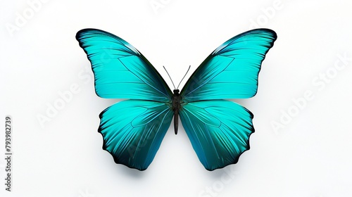An single turquoise butterfly on a white background Illustrations .