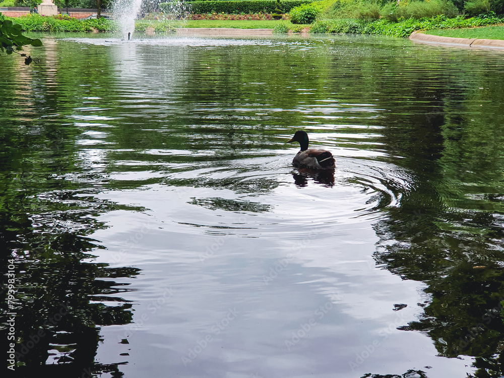 view of a Mallard Duck swimming in a lake inside the famous Jardin du Grand Rond in Toulouse, France