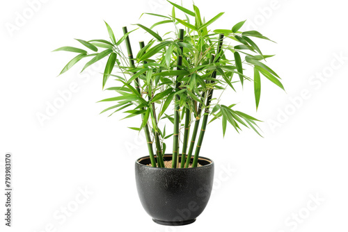 Bamboo Plant On Transparent Background.