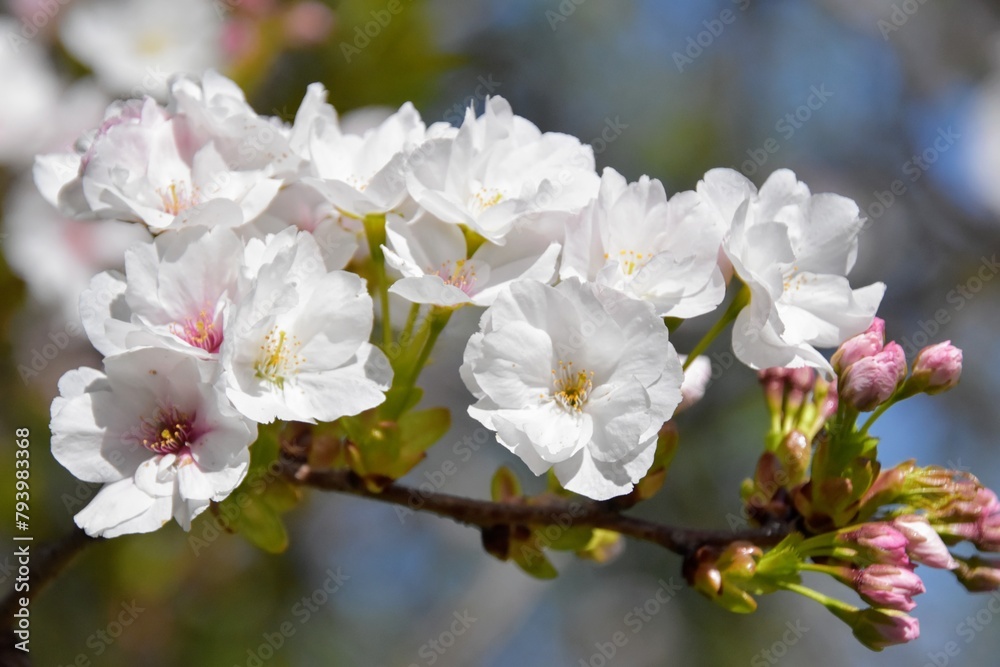 fleurs blanches fleurs blanches