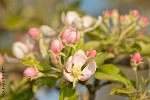 Closeup of a pink and white apple flower with buds around it, in early spring