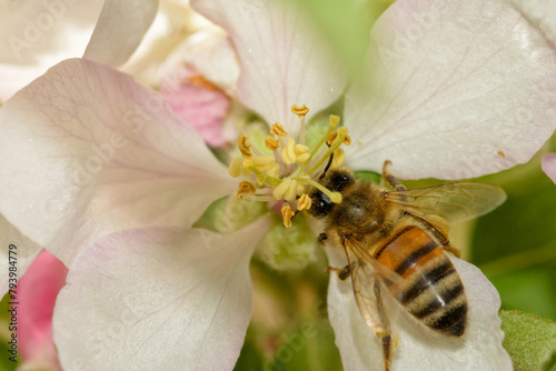 Bee collecting nectar and pollinating an apple flower in spring