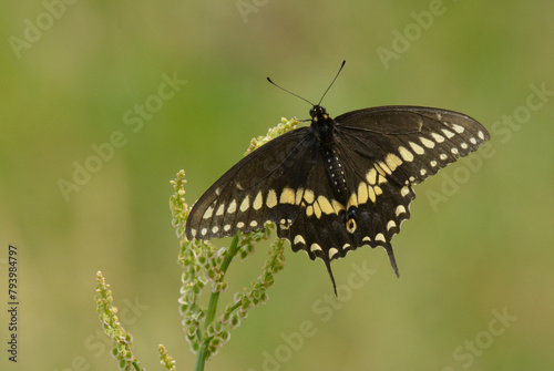 Male Eastern Black Swallowtail butterfly resting on a Curly dock; with green background