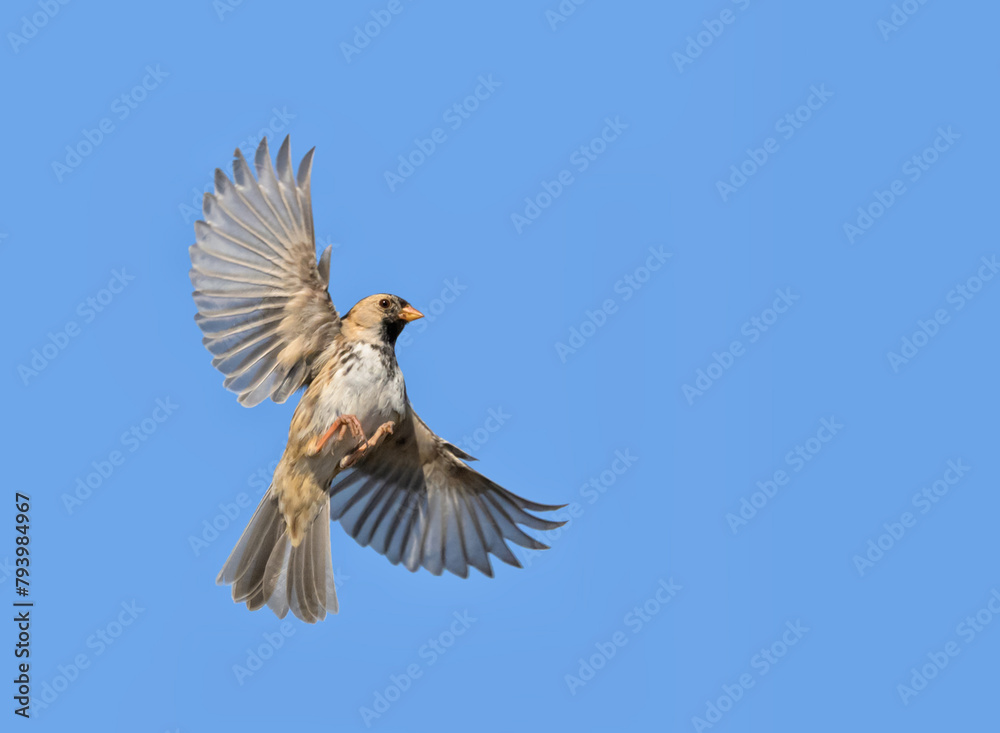 Obraz premium Harris's Sparrow in flight, with wings wide open, on blue sky background with copy space