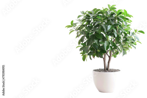 Potted Ficus Tree On Transparent Background.