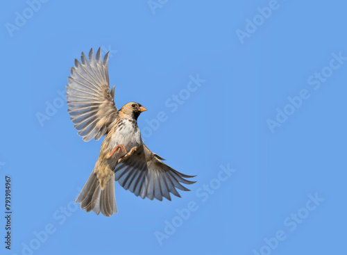 Harris's Sparrow in flight, with wings wide open, on blue sky background with copy space