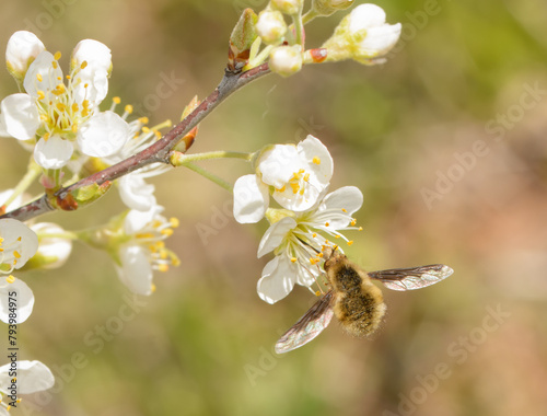 Large bee fly, Bombylius major, hovering while getting nectar from a wild plum flower in early spring