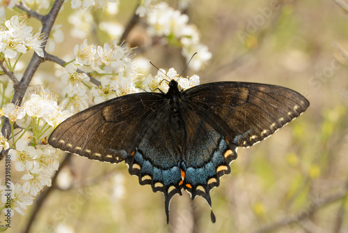 Black morph of Eastern Tiger Swallowtail butterfly pollinating a wild plum in early spring