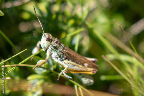 France - Pyrenees - Fontargente Pond - wild grasshopper  © Guillaume