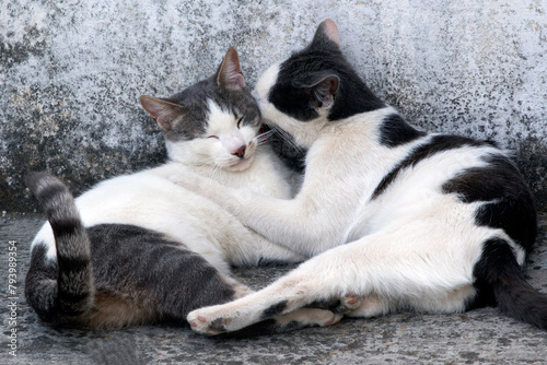 2 black and white cats mating   against gray background. selective focus