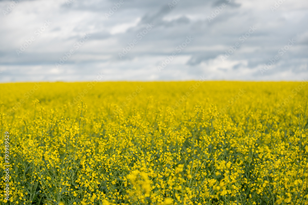 Yellow rapeseed field on a cloudy day. Rapeseed field in bloom. Yellow rapeseed field on a cloudy day. Rapeseed field in bloom.