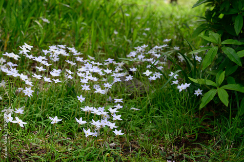 野原の中の白い花の群生