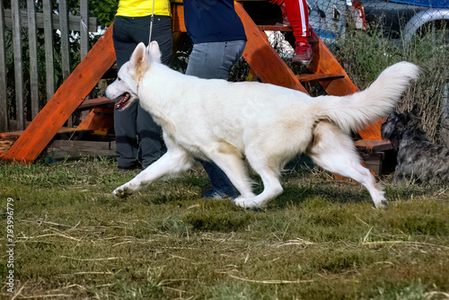 A white swiss shepherd dog running in summer.
