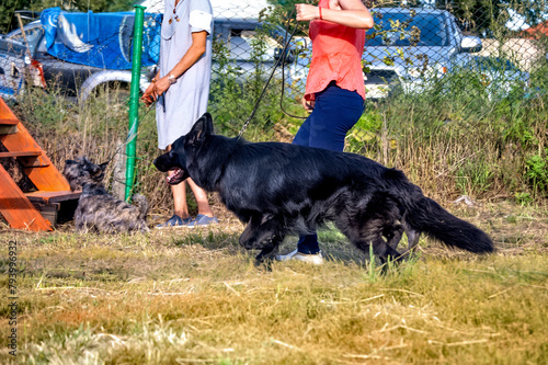 Walking with a big black sheepdog in summer.