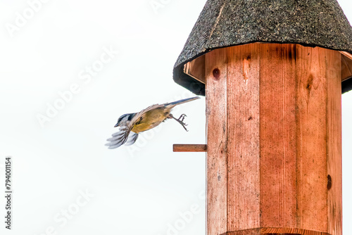 Flying Great Tit (Parus major) and DIY Nest box - birdhouse. Tit feeding the chicks, youngsters