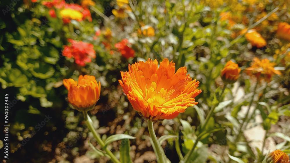 Calendula Spring Beautiful Garden Flower
Calendula Spring Beautiful Garden Flower