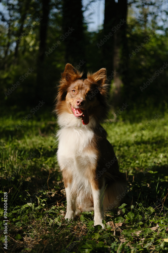 Adorable brown Australian Shepherd sits in a green clearing in the park on sunny summer day. Beautiful thoroughbred dog with funny fluffy ears and piercing eyes. Aussie red tricolor walks outside.