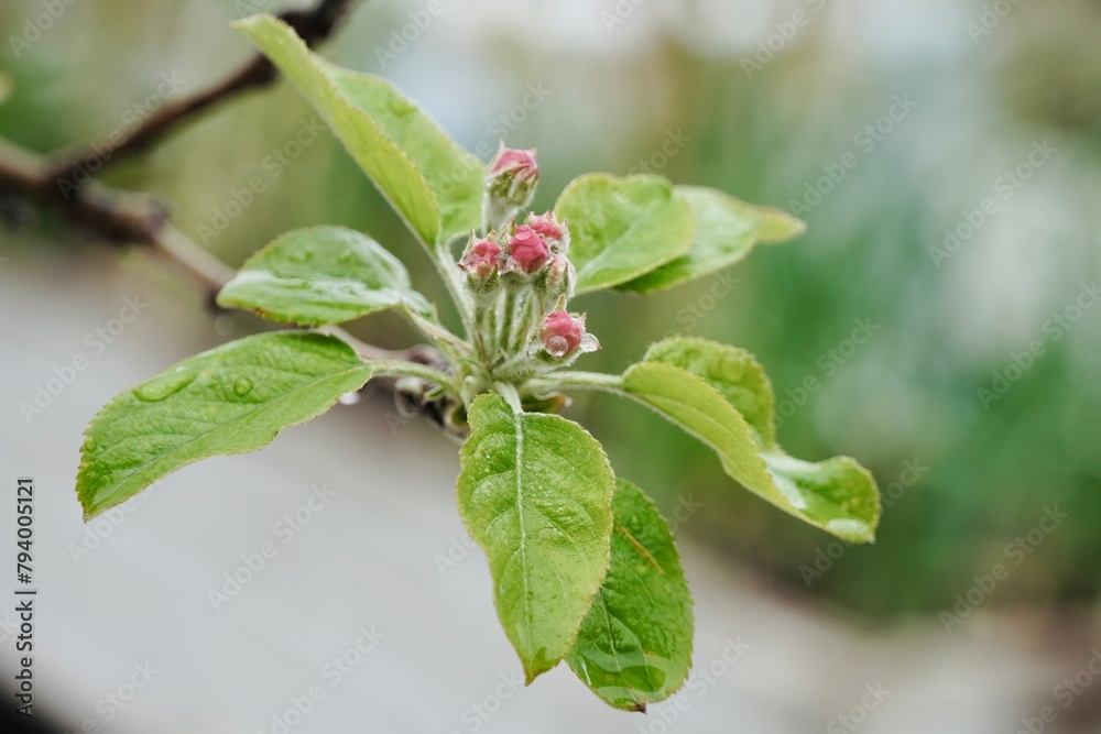 Close-up of apple tree blooming in april. Close-up of apple tree blooming in april.