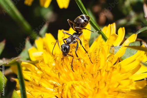 A tiny black Formica species wood ant feeding and pollinating an early spring yellow dandelion flower. Long Island, New York, USA.