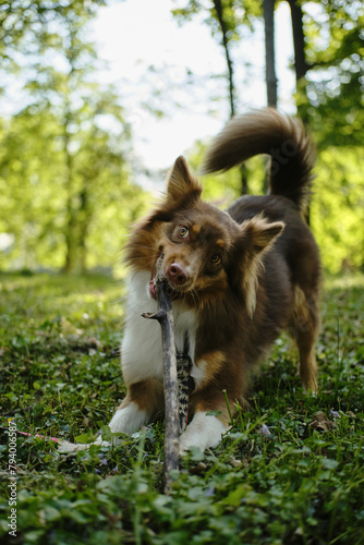 Slika na platnu Brown active Australian Shepherd plays with tree branch on a sunny summer day in green clearing in the park