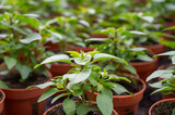 Young plants of aromatic Thai basil herb in greenhouse, cultivation of eatable plants and flowers, decoration for exclusive dishes in premium gourmet restaurants