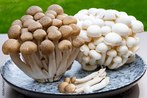 White and brown shimeji edible mushrooms native to East Asia, buna-shimeji is widely cultivated and rich umami tasting compounds photo