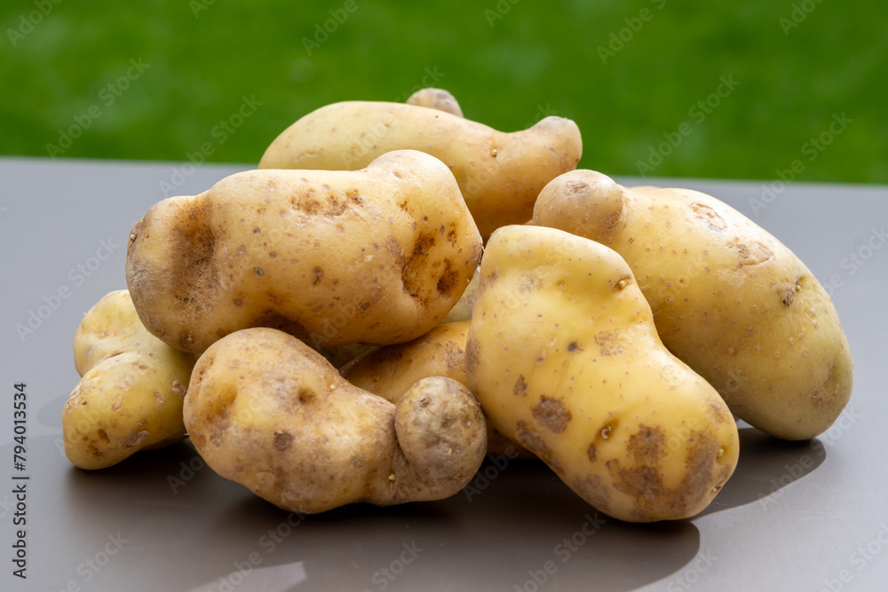 Ratte potato, La Ratte, La Reine Ratte du Touquet, or Asparges small potato with unique nutty flavor and smooth, buttery texture. Ratte potato, La Ratte, La Reine Ratte du Touquet, or Asparges small potato with unique nutty flavor and smooth, buttery texture.