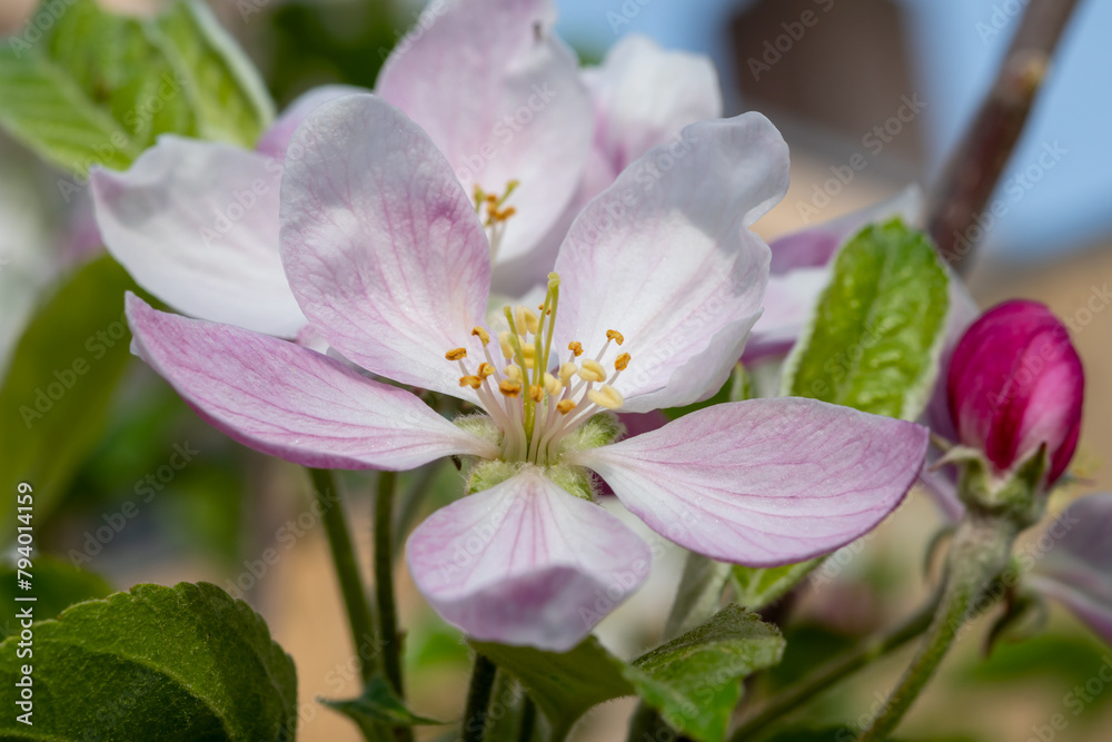 Spring pink blossom of apple trees in orchard, fruit region Haspengouw in Belgium, close up Spring pink blossom of apple trees in orchard, fruit region Haspengouw in Belgium, close up
