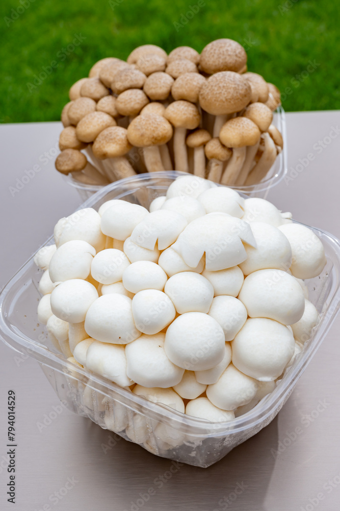 White and brown shimeji edible mushrooms native to East Asia, buna-shimeji is widely cultivated and rich umami tasting compounds White and brown shimeji edible mushrooms native to East Asia, buna-shimeji is widely cultivated and rich umami tasting compounds