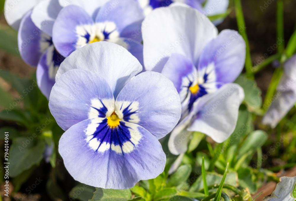 Blue viola flowers, spring blossom in garden Blue viola flowers, spring blossom in garden