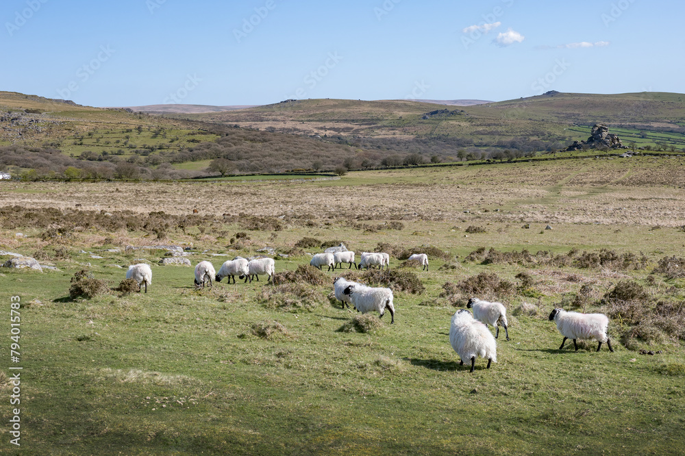 Fototapeta premium Black headed sheep grazing on Dartmoor