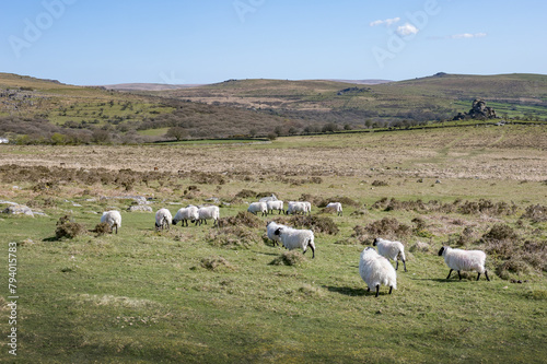 Black headed sheep grazing on Dartmoor