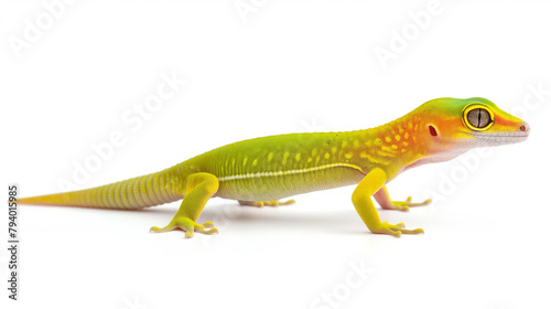 Lagarto verde no fundo branco 